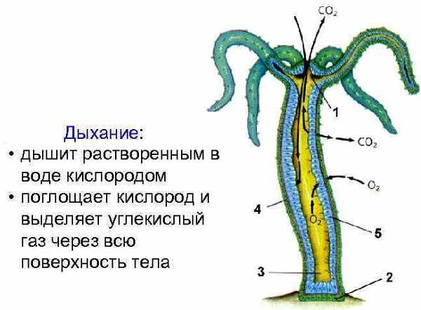 Kra5.cc