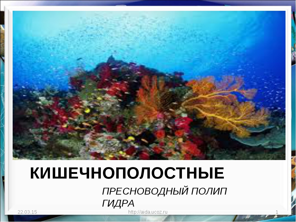 Ссылка в даркнет